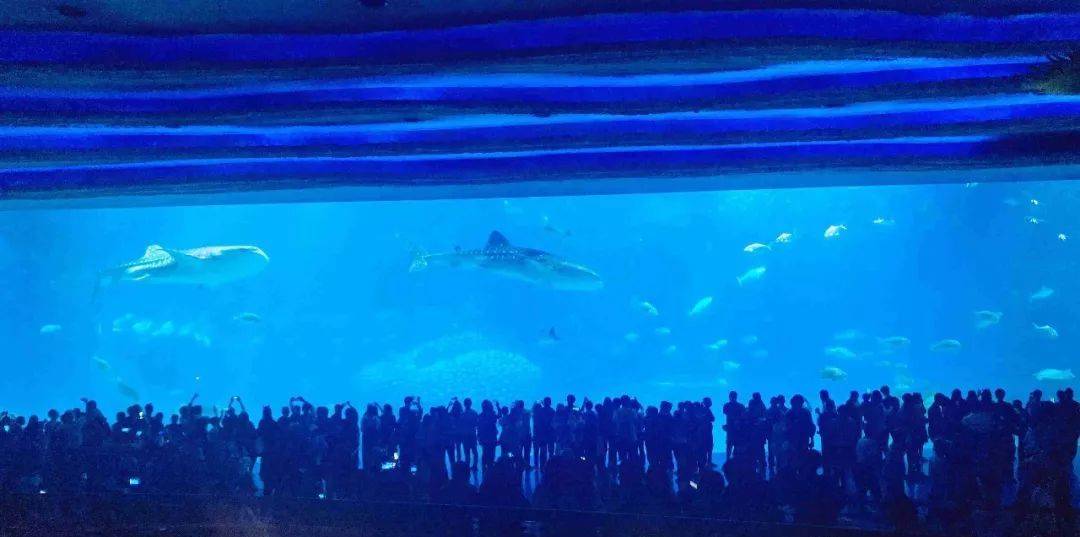 珠海长隆海洋王国附近住宿攻略,珠海长隆海洋王国三人住两天一夜