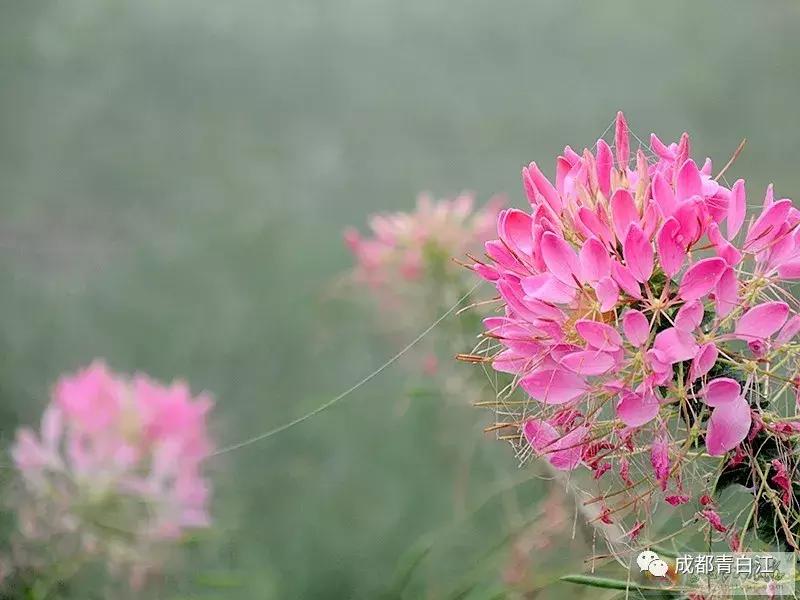 宜居新成都,住在青白江!这里的安逸超乎你想象