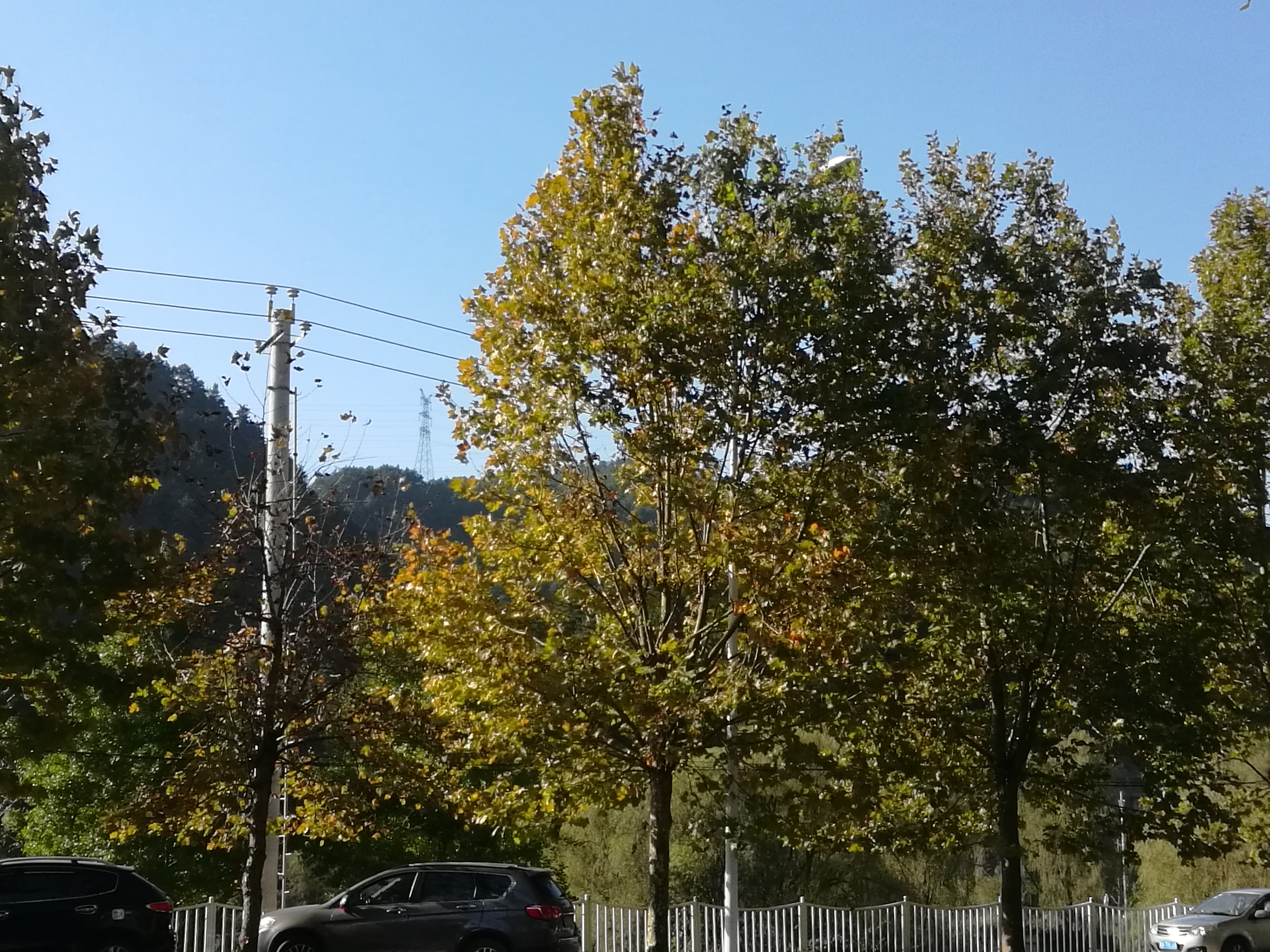 绿化把路灯挡住了怎么投诉,路边绿化带挡住人行道可以投诉吗