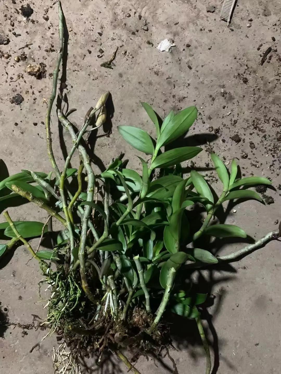 野生石斛兰,野生石斛是国家保护植物吗