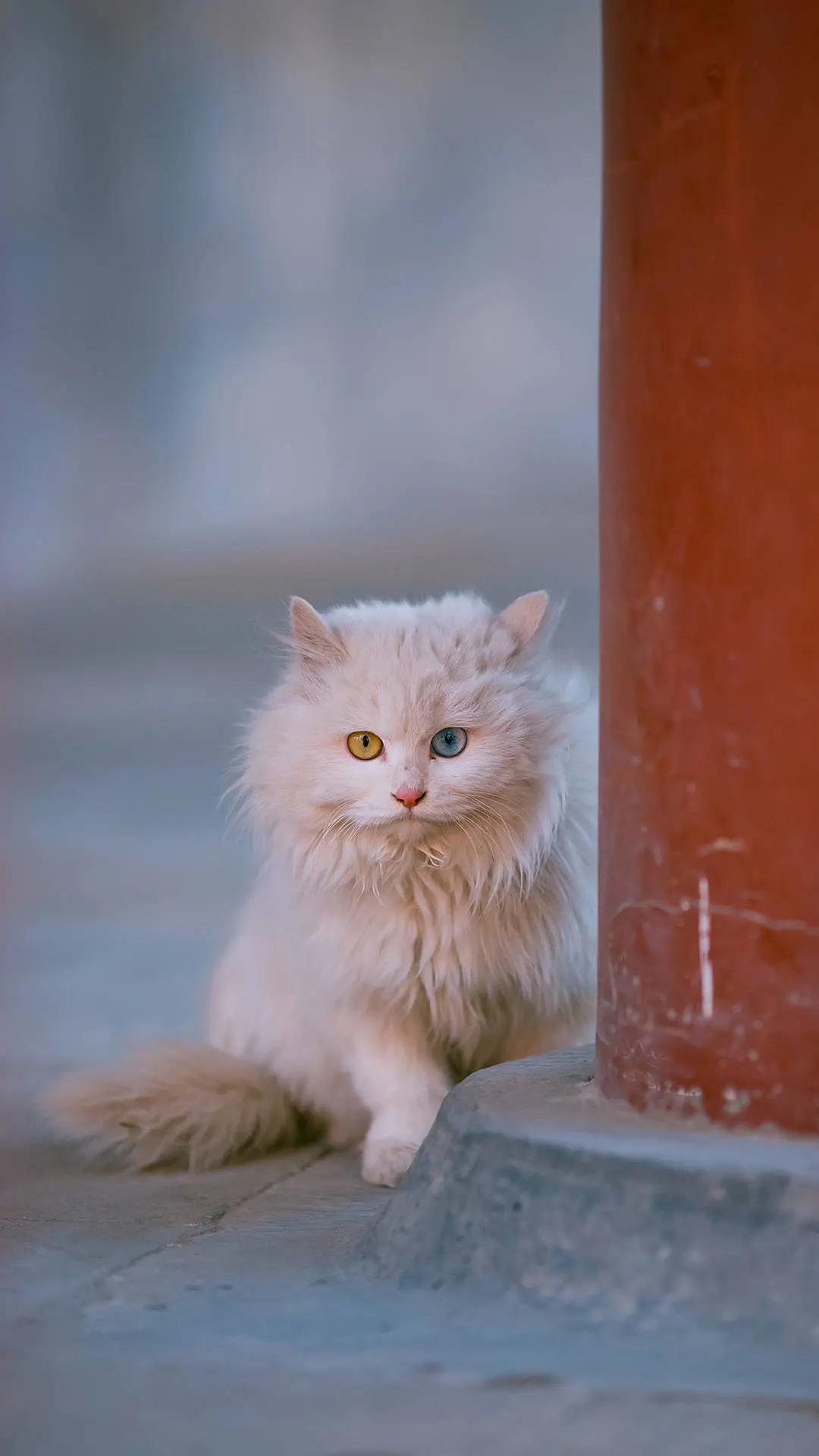 中华田园狮子猫多少钱一只,中华田园猫狮子猫蓝色眼睛