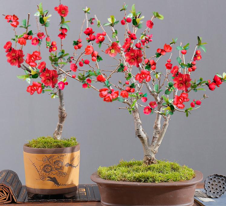 此花号称红宝石,此花美艳动人代表什么