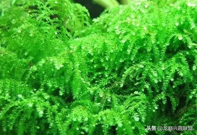 沉木绑扎什么莫斯好,珊瑚莫斯怎么绑扎