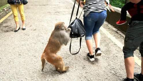 男子见义勇为被猴群殴,男子被猴群报复