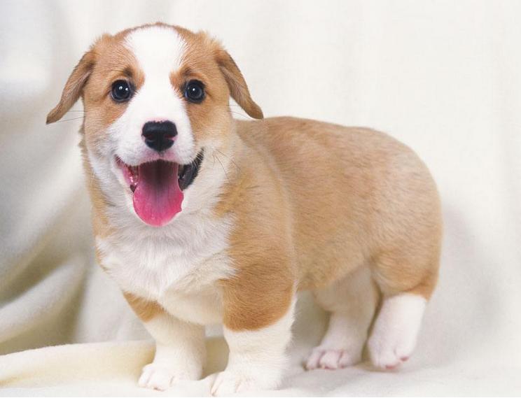 遛狗时狗被什么吸引住不走,遛狗拉不住