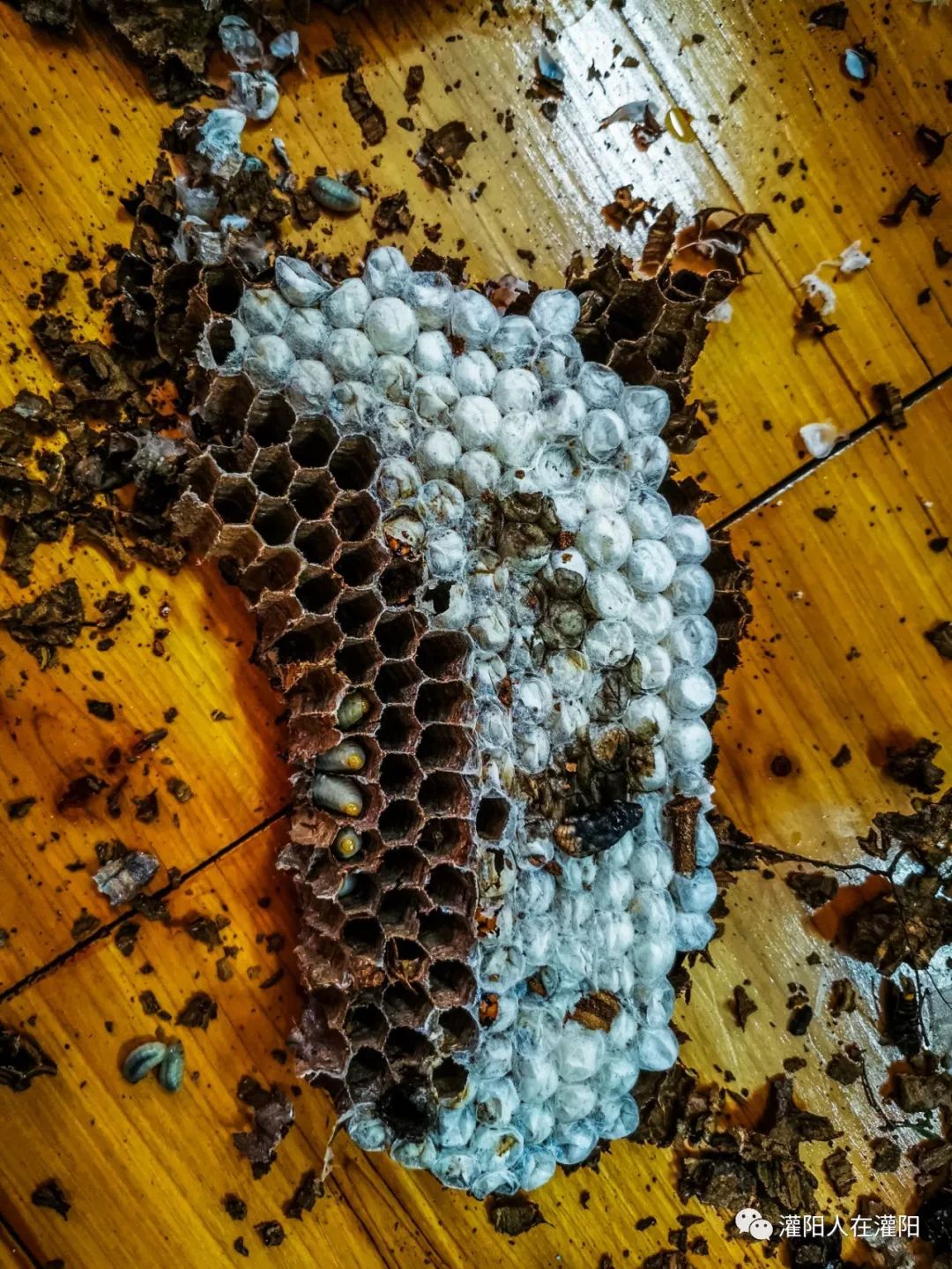 世上最美味的美食,世上的美食有千百种