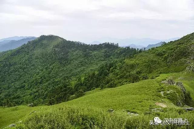 探秘汉中,汉中一村子窜入野生羚牛
