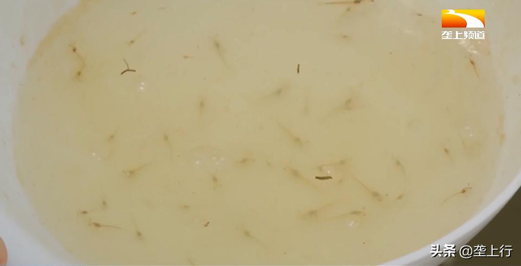 从海边逮到的虾怎么养,淡水养海虾的正确方法