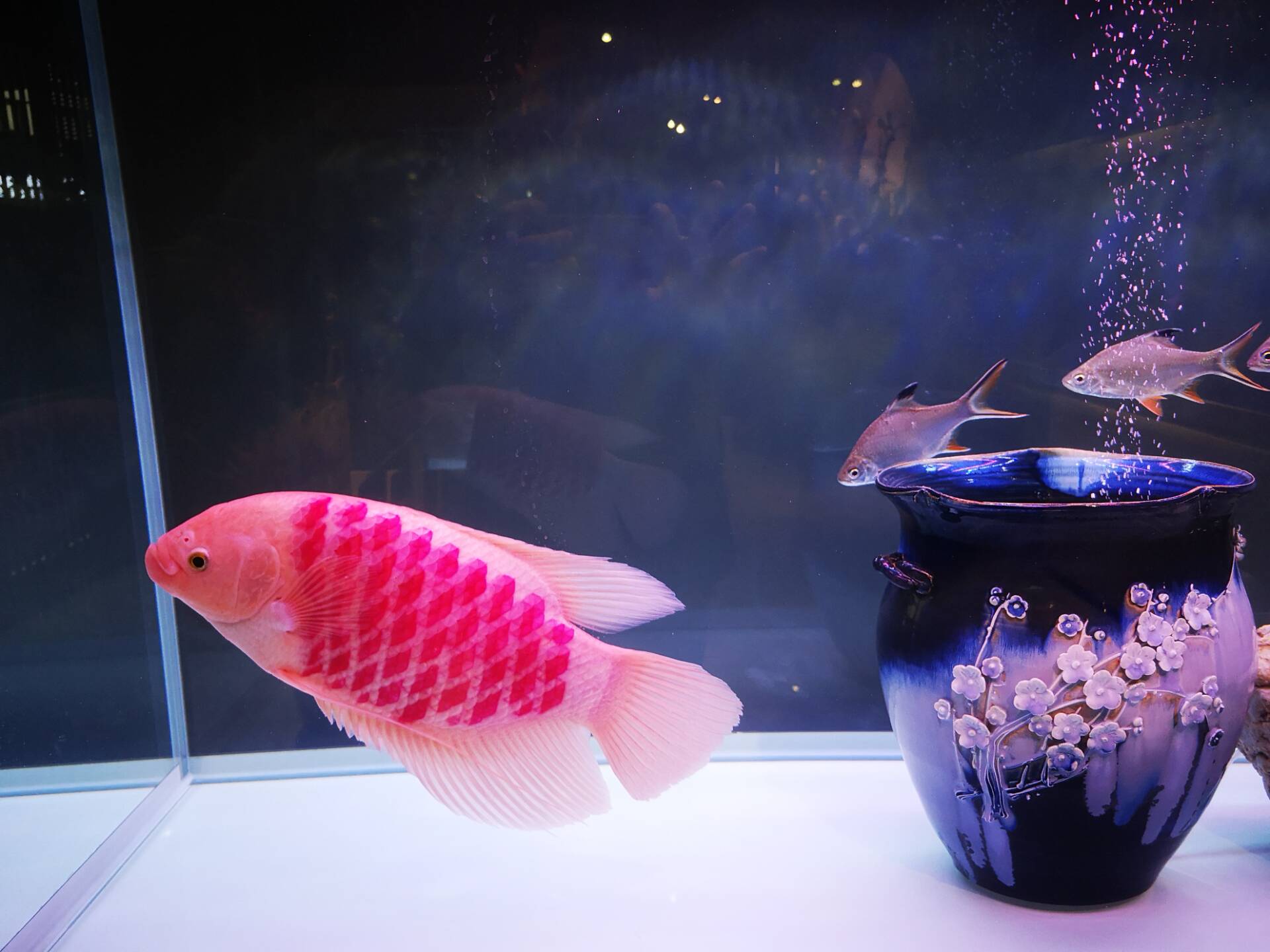 观赏鱼受伤了长毛了怎么回事,观赏鱼怎么判断是外伤还是烧鳍