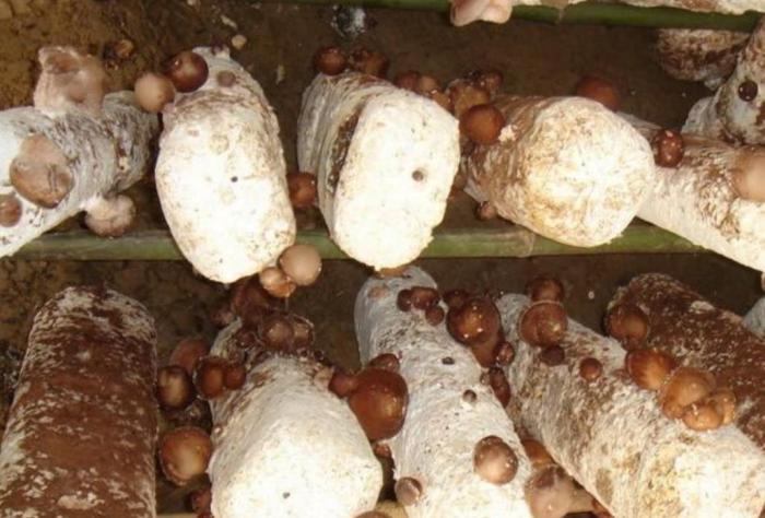 做农业种植怎么才能赚钱,农作物怎么种植赚钱