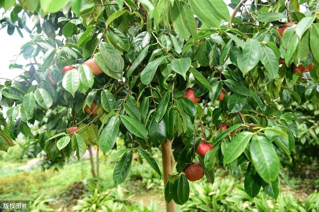 高产油茶种植要求,油茶种植现状及高产栽培技术
