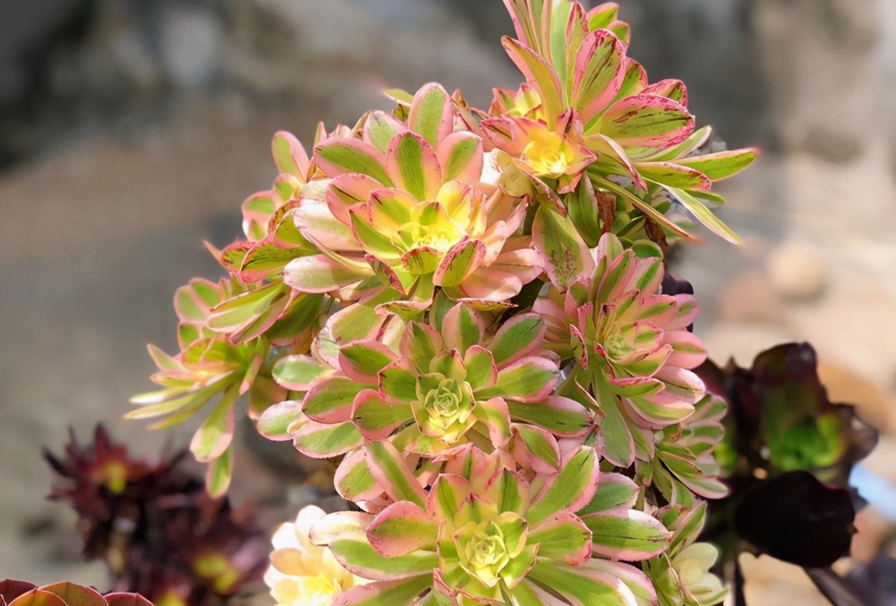 多肉法师梅花朵朵缀化,多肉万圣节法师怎样才能缀化