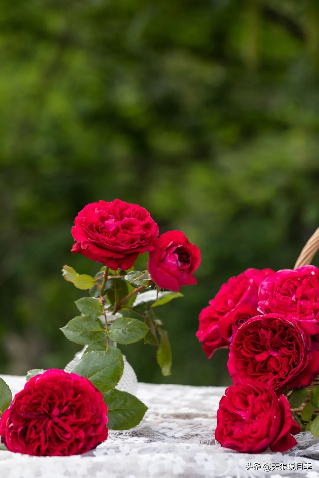 优雅女士月季花,奇葩月季品种图片