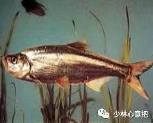 中药图片大全名称,中药图片大全带药名高清