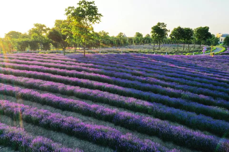 上海最大薰衣草公园,上海薰衣草公园迪士尼