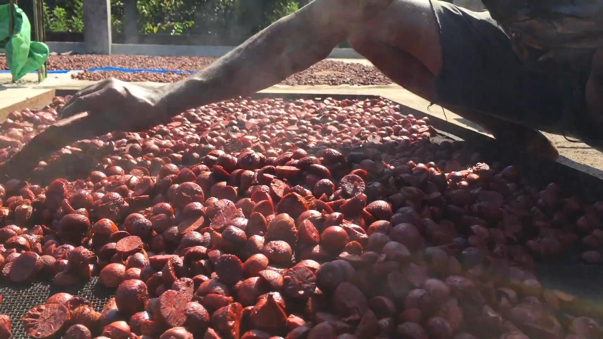 槟榔为什么有危害性,槟榔危害很大为什么还那么多人吃