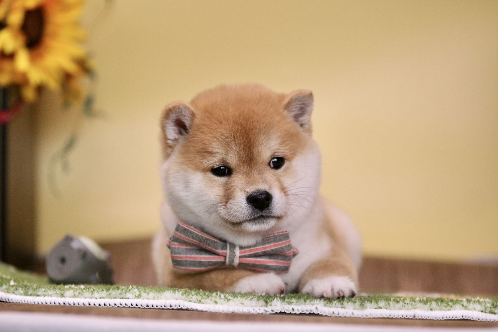 现在柴犬多少钱一只,柴犬价格60元一只