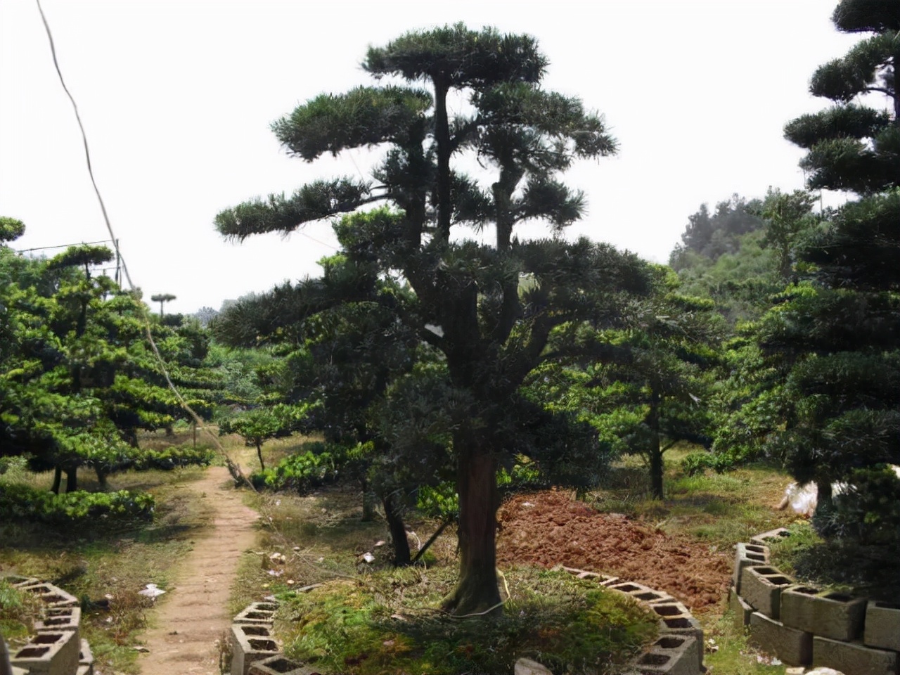 罗汉松生物学特性,罗汉松的生长特性