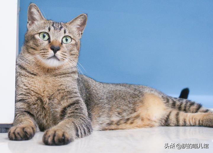 舒化牛奶猫可以喝吗,人喝的牛奶猫能喝吗