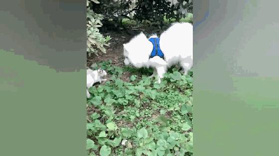 萨摩耶和田园犬一般哪个体型更大,萨摩耶和中华田园犬的关系很好