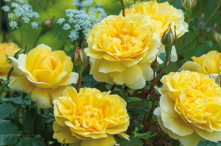 月季图鉴哪本书好,淘宝上最好养的月季品种