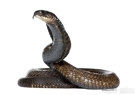 埃及眼镜蛇是什么蛇,埃及大眼镜蛇