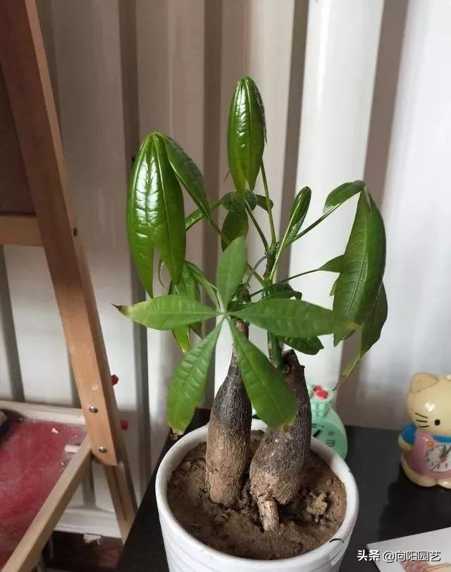 发财树叶子枯黄浇啤酒可以吗,发财树叶子枯黄喷洒啤酒加烟