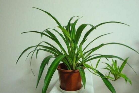 吊兰叶子发黄原因和解决方法,吊兰叶子发黄吊兰喷营养液好吗