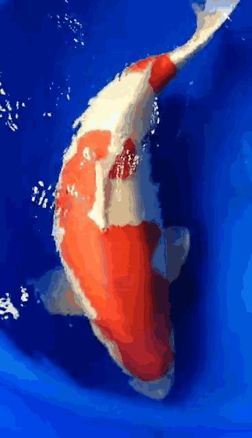 锦鲤多长时间喂一次锦鲤喂食方法,锦鲤怎么喂才知道饱了