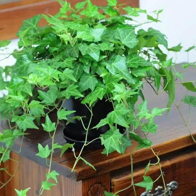 绿萝十大净化空气植物,好养适合新手净化空气的植物