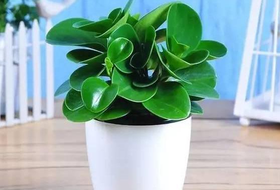 花草叶子发黄枯萎怎么办,花草的叶子发黄怎么办