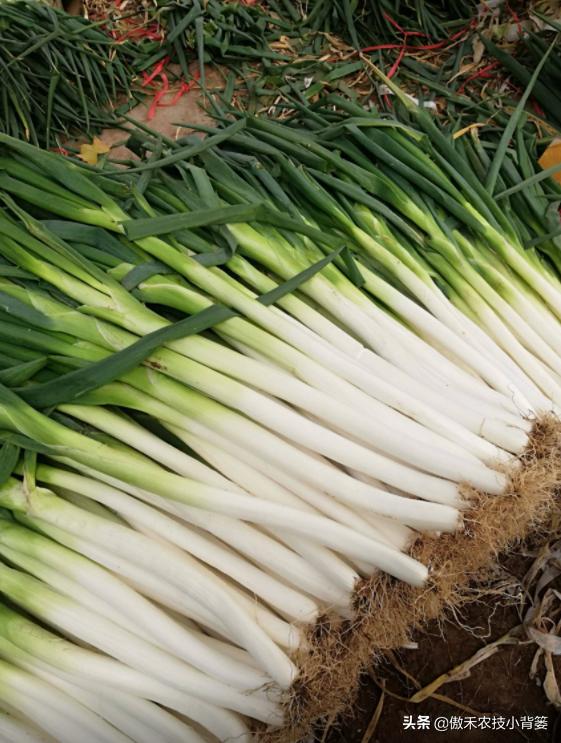 怎样种出大葱,如何种出来的大葱甜不辣