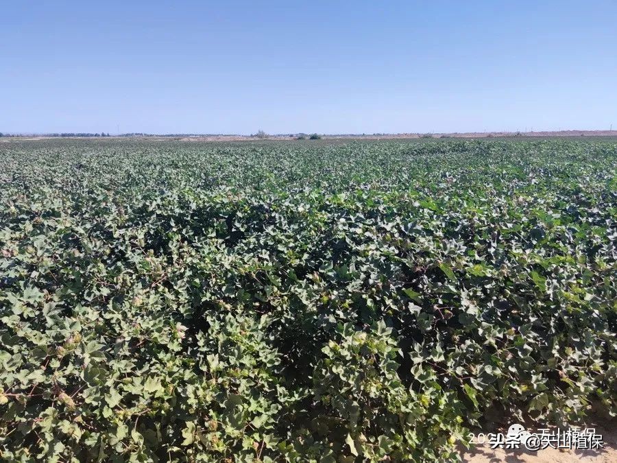 疆新棉业,新疆未来棉花生产应采取的措施