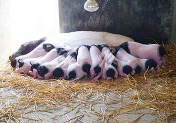 猪是如何人工授精的,猪的人工授精技术