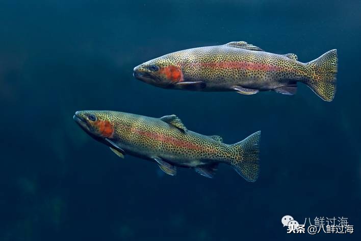 有人拿什么鱼冒充三文鱼,怎么分清楚真假三文鱼