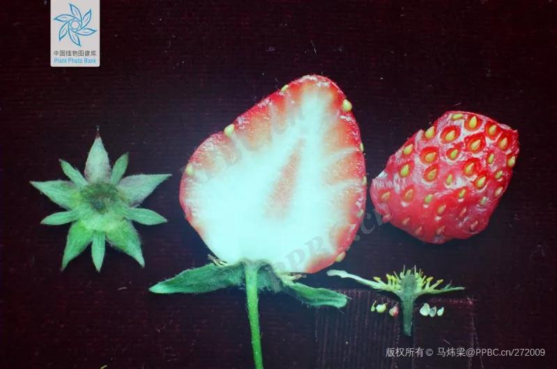 绣球花的花瓣好漂亮！等等，你确定那是花瓣？