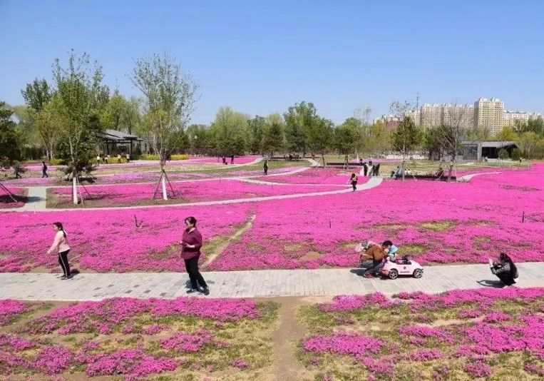 去看万紫千红的花海,五一近郊赏花去看缤纷七彩花田