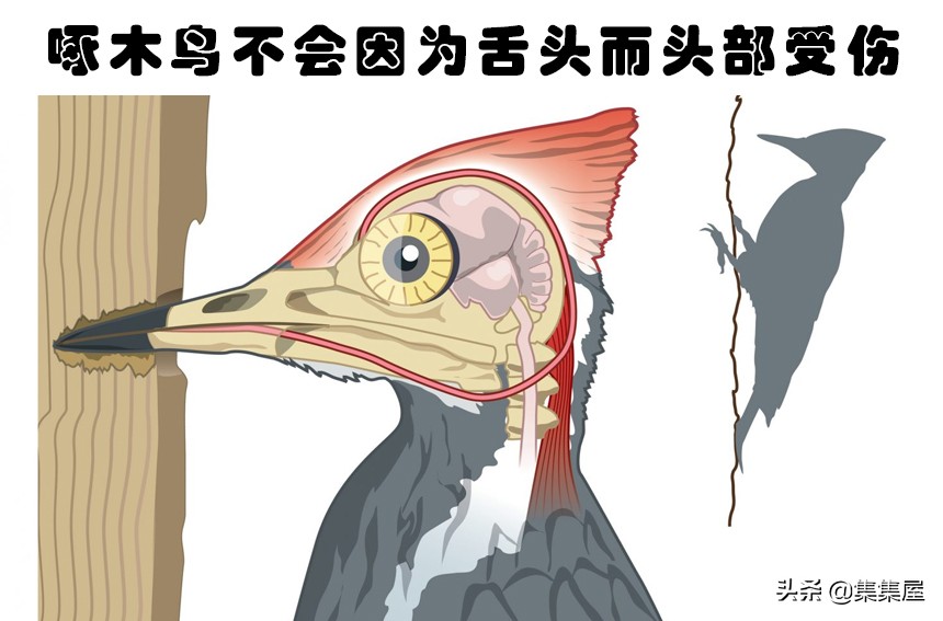 水獭相关知识科普,关于水獭的知识科普