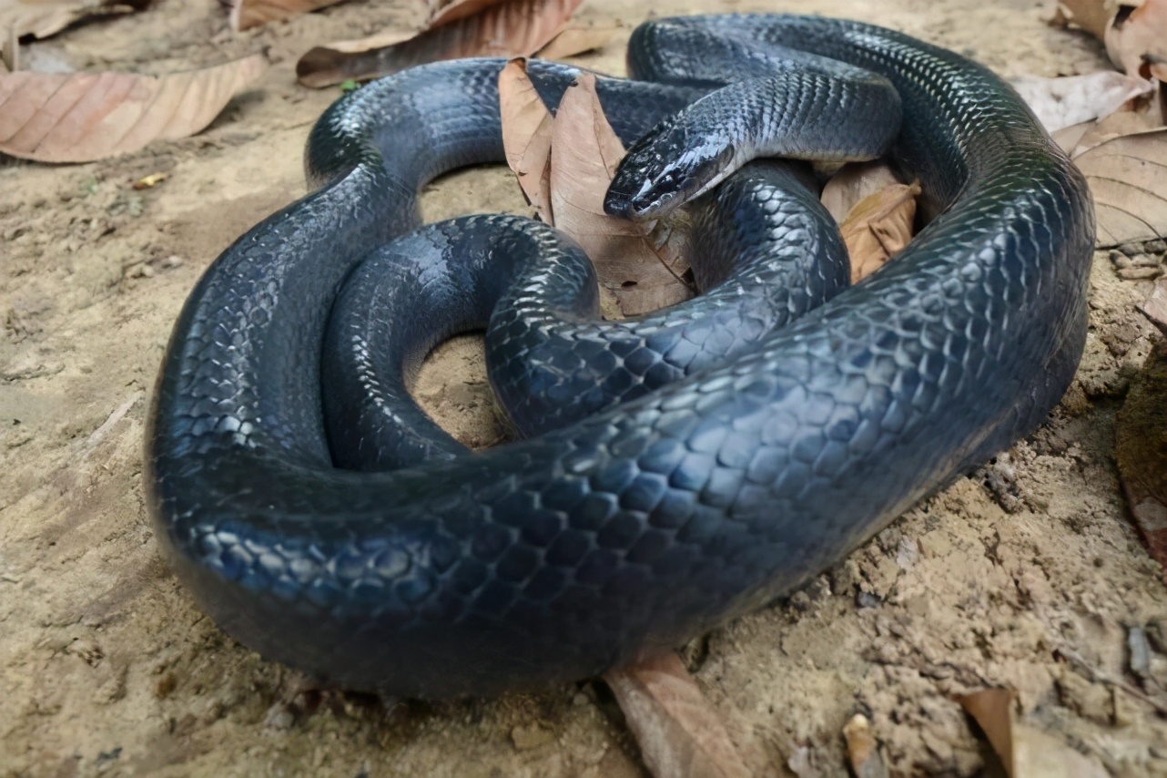 毒蛇不被自己的毒液毒死吗,毒蛇的毒液会不会把自己给毒死