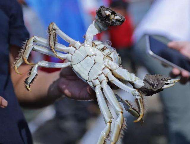 大闸蟹保存哪家好,网上购买的大闸蟹可保存多长时间