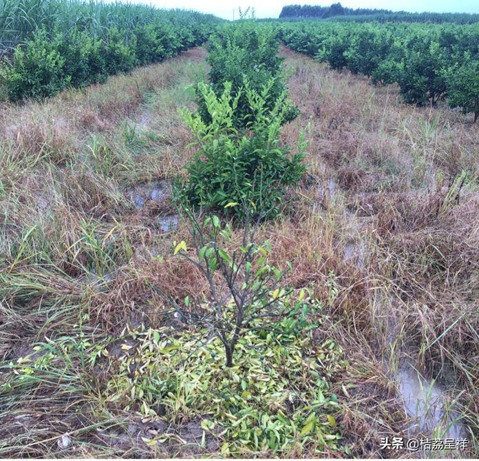 青柑橘如何快速变黄,柑橘怎么防黄叶