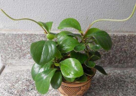 碧玉盆栽怎么浇水,碧玉盆栽养殖方法和注意事项