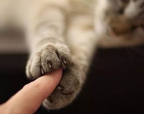 猫被主人摔脑袋眼睛瞎了,被猫咪抓了猫咪死了