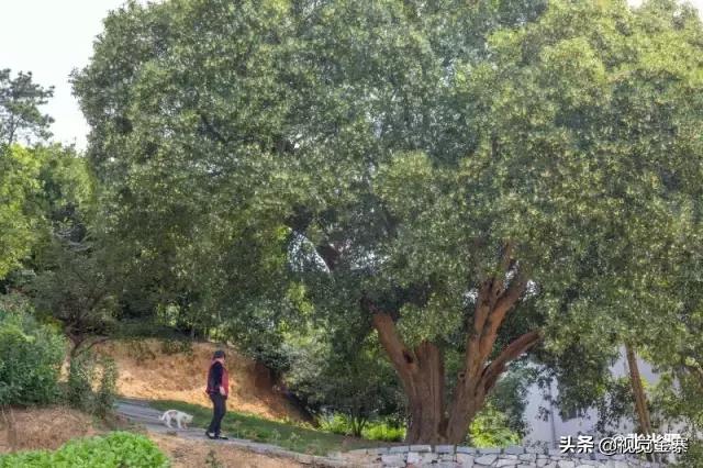 安徽金寨有棵千年“桂花王”，为国内发现最大的桂花树