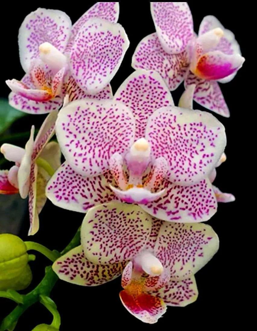 兰花高洁的古诗,高洁典雅的兰花壁纸