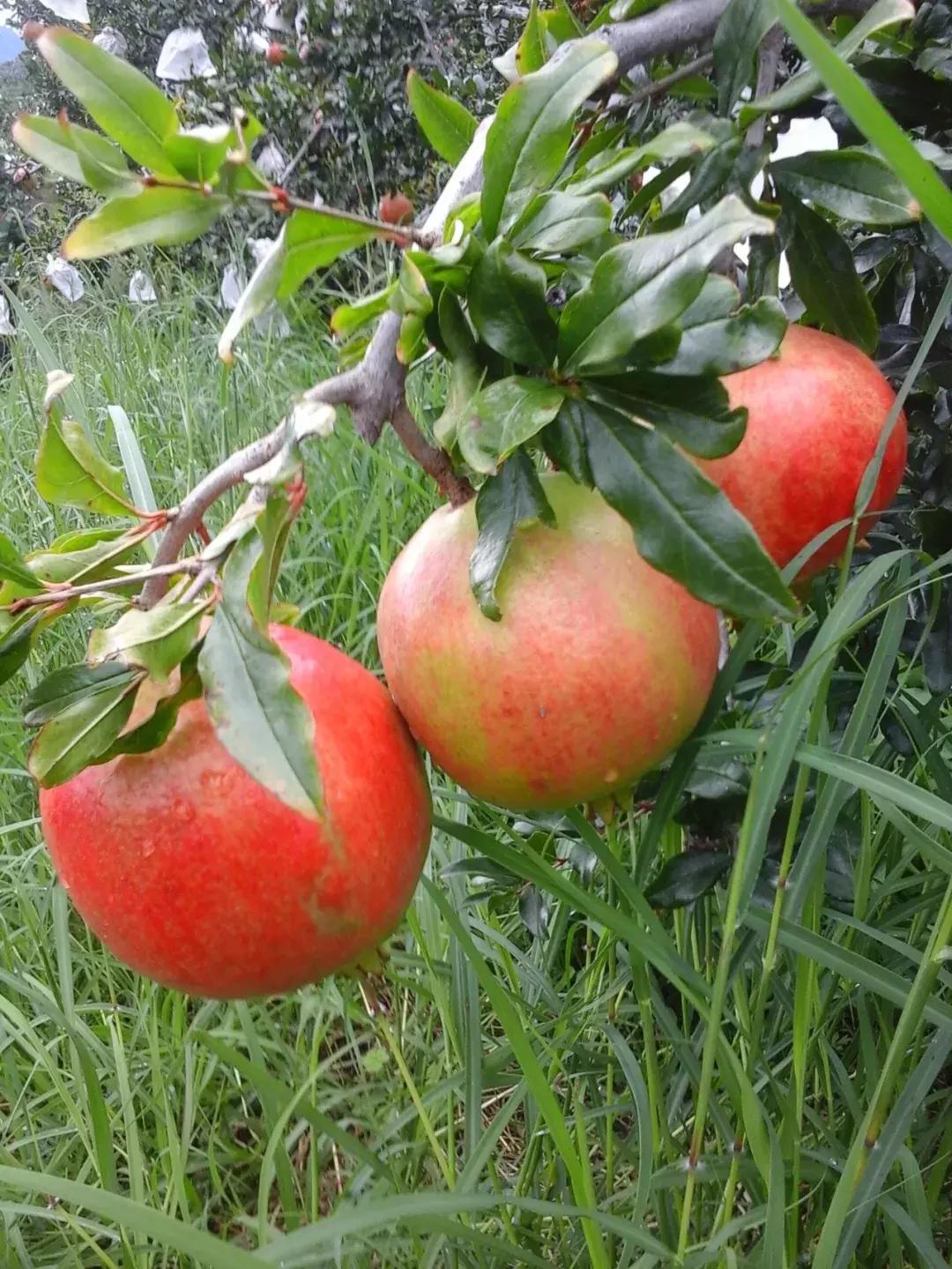 石榴花落叶怎么补救,石榴花开得太多怎么疏果