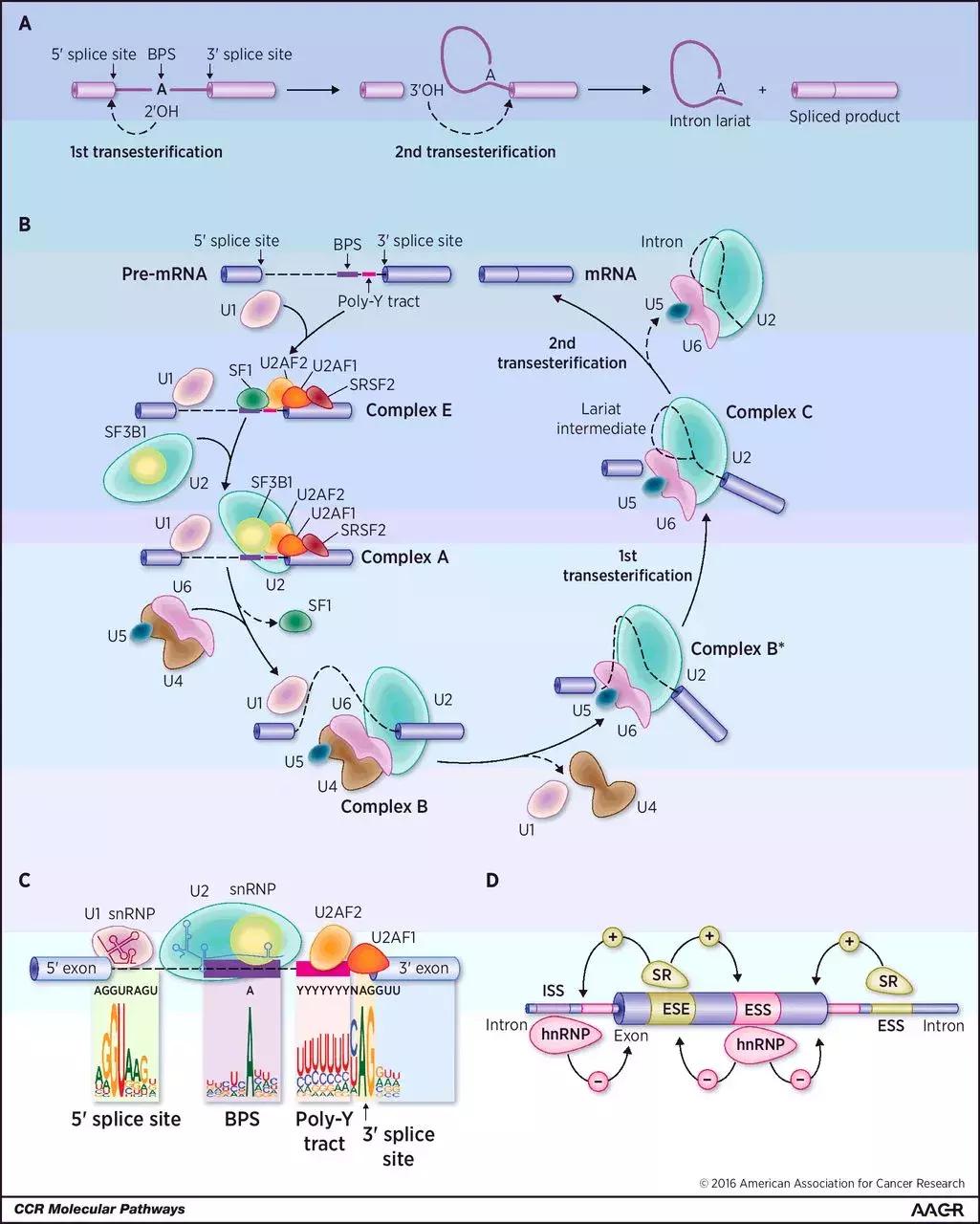 nature抗癌新药,nature抗癌成功案例