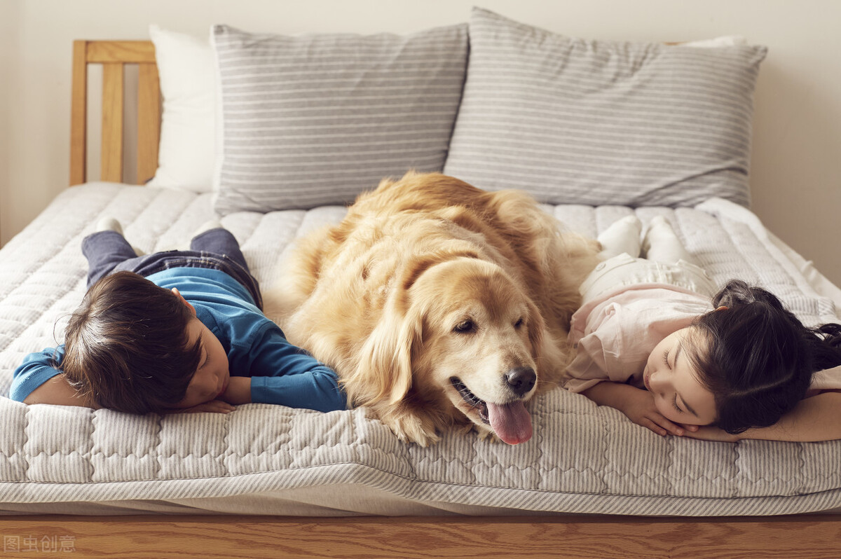 关于狗粮选择,你不知道狗粮的那些事