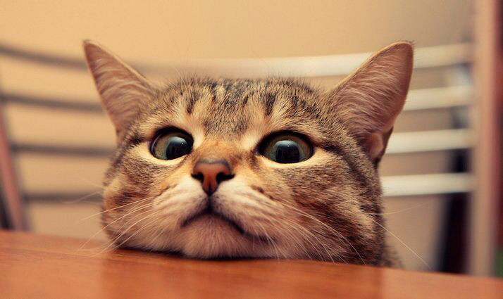 最快解决猫耳螨的办法,你真的了解你家猫咪吗