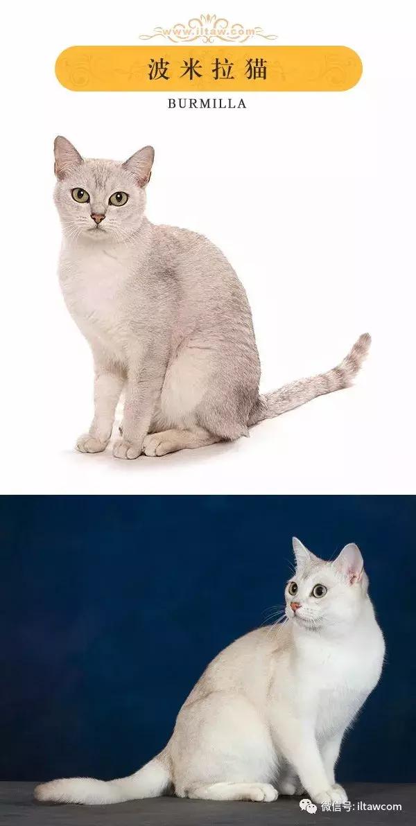 搜猫咪各种图片,世界猫咪图录